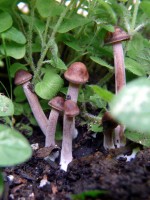 /album/plants/plant-25-jpg/